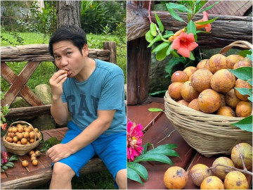 Nhà đẹp - Ca sĩ Trọng Tấn thu hoạch ở biệt thự nhà vườn trước ngày mưa: Loại quả chua giòn mà ngon mát, ai nhìn cũng mê