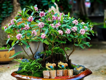 Nhà đẹp - 2 cây thơm “gọi quý nhân” nên trồng trong nhà, hương càng ngát càng dễ hút lộc, gia chủ gặp may liên tiếp