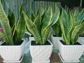 Bí mật công dụng của cây lưỡi hổ đối với sức khỏe và vị trí đặt cây tăng sinh khí