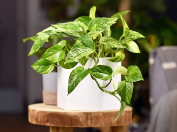 Người mệnh này cực "hợp vía" với cây trầu bà, trồng trong nhà tài lộc nhân đôi, tiền vào như nước