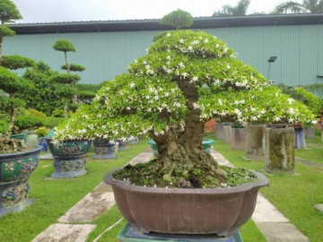 Nhà đẹp - Cây mọc hàng rào tỏa hoa thơm quanh năm lên chậu thành bonsai hút tài lộc, càng trồng lâu càng có giá, con cháu đời đời giàu sang