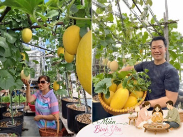 Nhà đẹp - Mẹ biến sân thượng 76m² thành “miền bình yên” giữa Sài Gòn: Rau xanh mướt, dưa lưới trĩu giàn, cây trái lúc lỉu