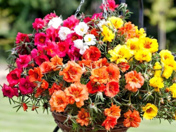 Top 3 cây cảnh hoa nở rực sân, phúc lộc "gõ cửa"