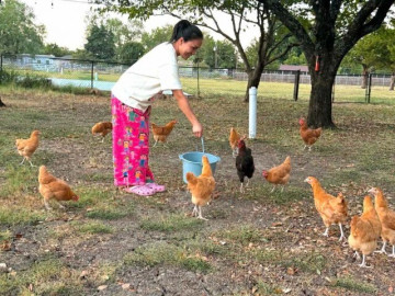 Thú vui làm vườn, nuôi gà của Hồng Ngọc tại Mỹ