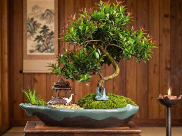 Nhà đẹp - 3 cây cảnh như cọc tiền sống trong nhà, càng để lâu càng có giá, bí mật phong thủy người giàu không tiết lộ