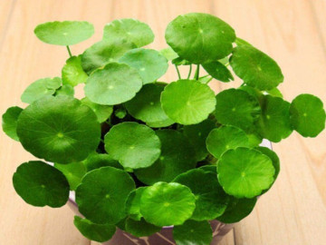 5 loại cây phong thủy được dân kinh doanh ưa chuộng, gửi gắm kỳ vọng tài lộc