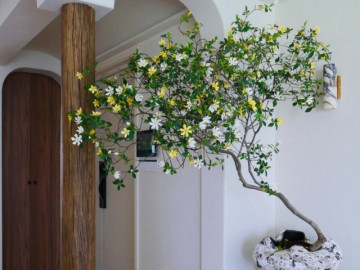 Nhà đẹp - Cây dại cho hoa thơm nức mũi lên chậu thành bonsai tiền triệu, cắm cành vào đất là bén rễ, người lười mấy cũng trồng được