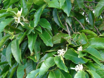 Nhà đẹp - Cây điều hòa không khí vừa tốt cho sức khỏe lại mang ý nghĩa phong thủy bình an cho gia đạo