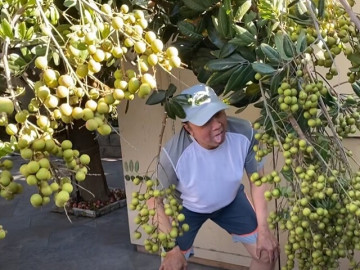 Danh hài Bảo Quốc trúng mùa hơn 100kg nhãn, mận chín đỏ rụng đầy sân ai nhìn cũng thốt lên "Quá đã!"