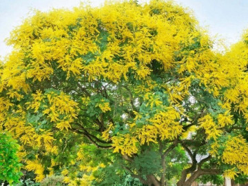 Nhà đẹp - Cây cảnh tụ tài, lá tựa đồng xu bạc, hoa như ngàn đốm nắng, giữ lửa cho gia đạo những tháng cuối năm