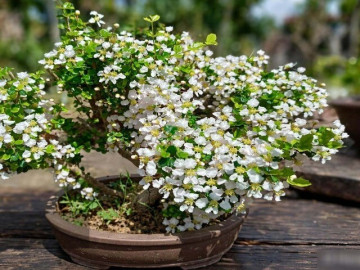 Nhà đẹp - 3 cây cảnh bonsai nâng tầm khí chất phòng khách, bốn mùa xanh lá, phúc khí tròn đầy, tài lộc sinh sôi