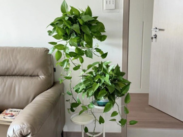 Nhà đẹp - Trầu bà có một “công tắc nhỏ”, bật đúng cách cây lớn vù vù, cành vươn dài 2m, lá xanh mướt như bôi mỡ