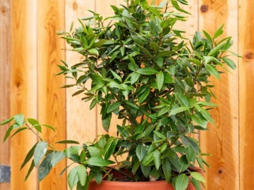 Loại lá thơm "3 trong 1" được ví như “kim cương”, giá 2 triệu đồng/kg, vào chậu làm bonsai trồng càng lâu càng có giá