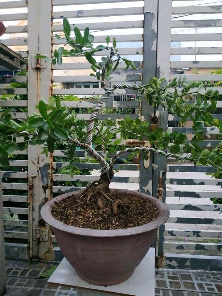 Cây ăn quả quen thuộc lên chậu thành bonsai đẹp lạ, được săn lùng vì ý nghĩa phong thủy, có cây giá chục triệu đồng - 5