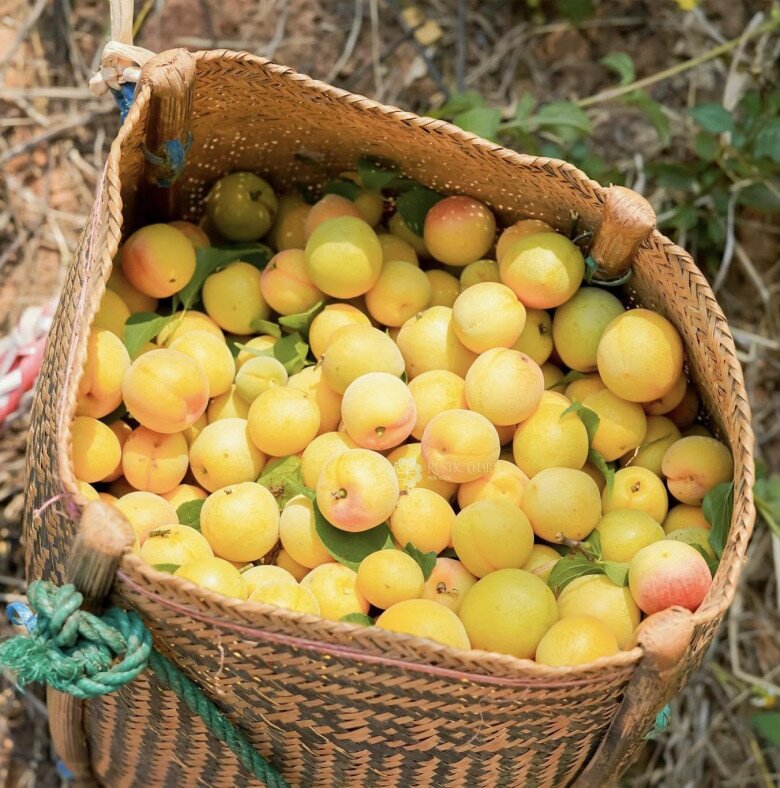 Loại quả xưa chín rụng đầy nay thành đặc sản 70.000 đ/kg, trồng một lần thu hoạch nhiều năm, du khách thích mê - 3