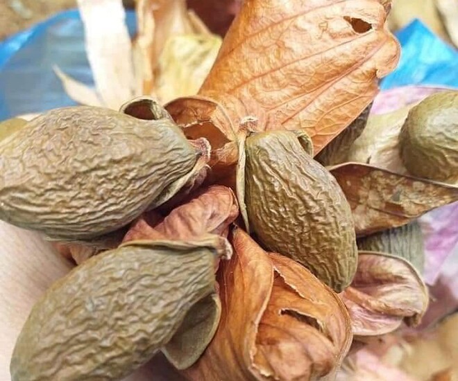 Loại quả xưa chín rụng đầy nay thành đặc sản nổi tiếng giá 350.000 đ/kg, trồng một lần thu hoạch nhiều năm, tốt cho sức khỏe - 1