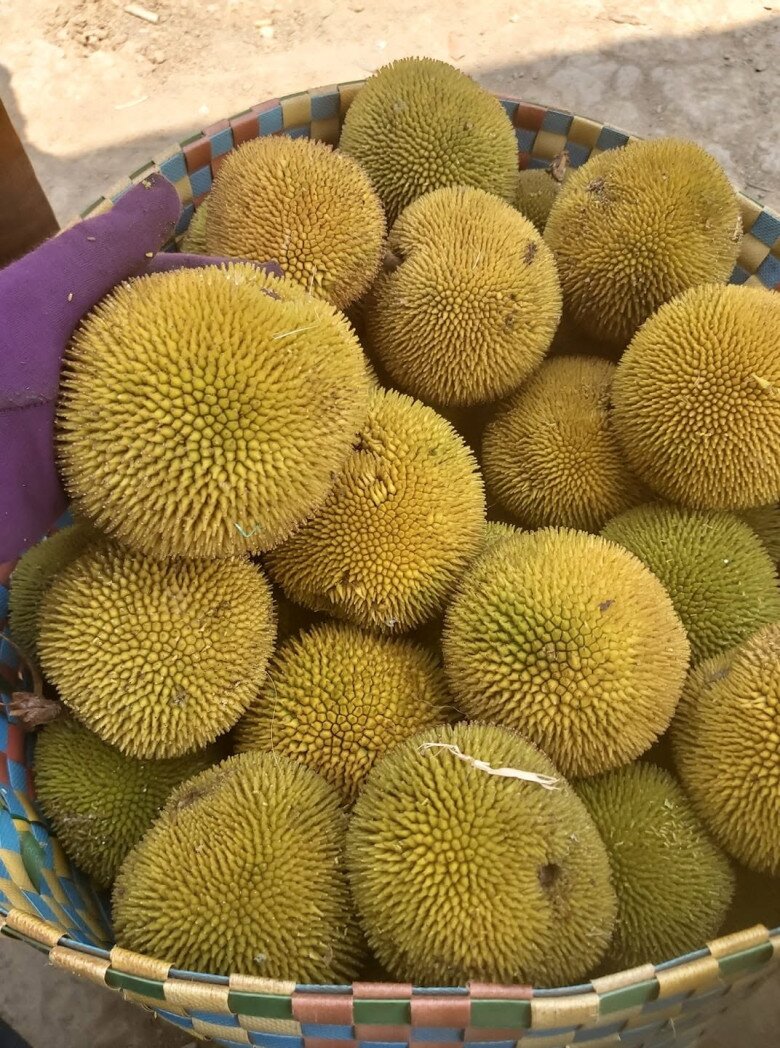 Loại quả xưa chín rụng đầy nay thành đặc sản giá 60.000 đ/kg, trồng một lần thu hoạch nhiều năm, tốt cho sức khỏe - 2