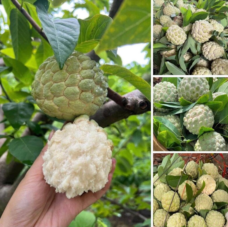 Loại quả xưa chín rụng đầy nay thành đặc sản 120.000 đ/kg, trồng một lần thu hoạch nhiều năm, tốt cho sức khỏe - 2
