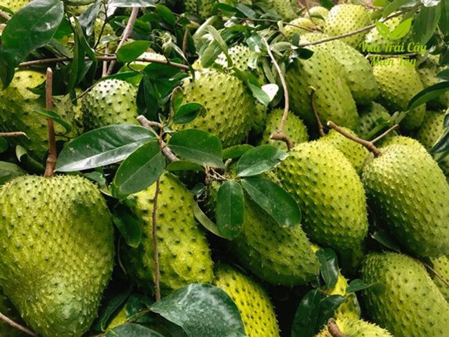 Loại quả mọc bờ rào xưa chín rụng đầy nay thành đặc sản 250.000 đ/kg, trồng một lần thu hoạch nhiều năm, được ưa chuộng ở thành phố - 4
