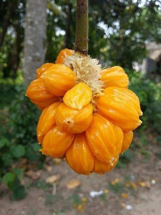 Loại quả xưa chín rụng đầy nay thành đặc sản giá 60.000 đ/kg, trồng một lần thu hoạch nhiều năm, tốt cho sức khỏe - 4