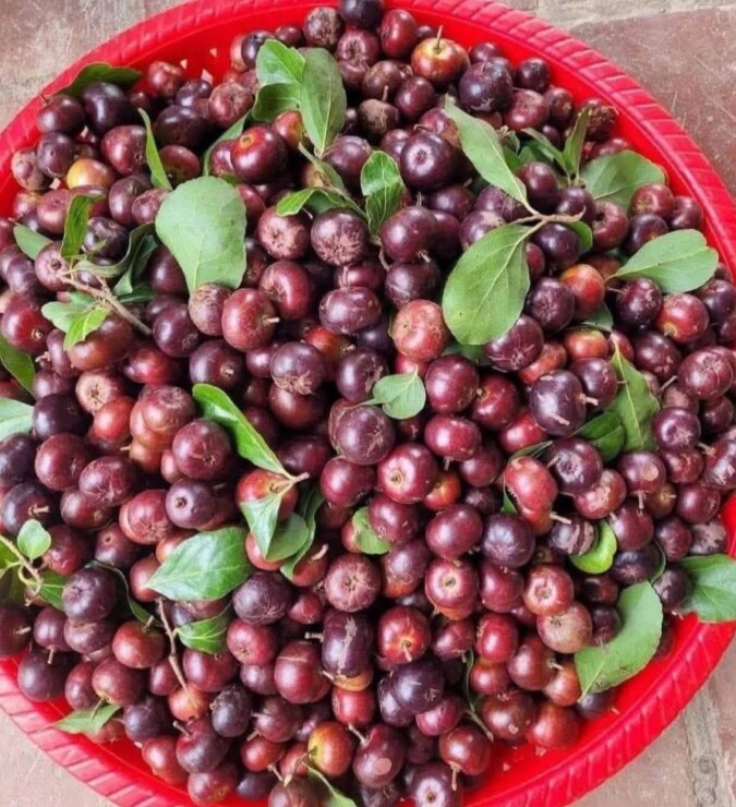 Loại quả mọc bờ rào xưa chín rụng đầy nay thành đặc sản 80.000 đ/kg, trồng một lần thu hoạch nhiều năm, du khách thích mê - 2