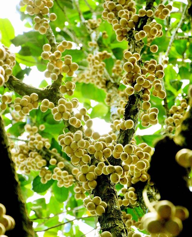 Loại quả đặc sản Cần Thơ xưa chín rụng đầy nay bán 40.000 đ/kg, trồng một lần thu hoạch nhiều năm, du khách thích mê - 2