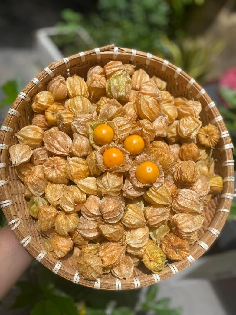 Loại quả mọc bờ rào xưa chín rụng đầy nay bán 250.000 đ/kg, thành đặc sản tốt cho sức khỏe, trồng một lần thu hoạch nhiều năm - 2