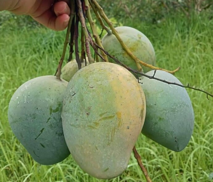 Loại quả xưa chín rụng đầy, nay thành đặc sản được ưa chuộng giá 40.000 đ/kg, trồng một lần thu hoạch nhiều năm - 3