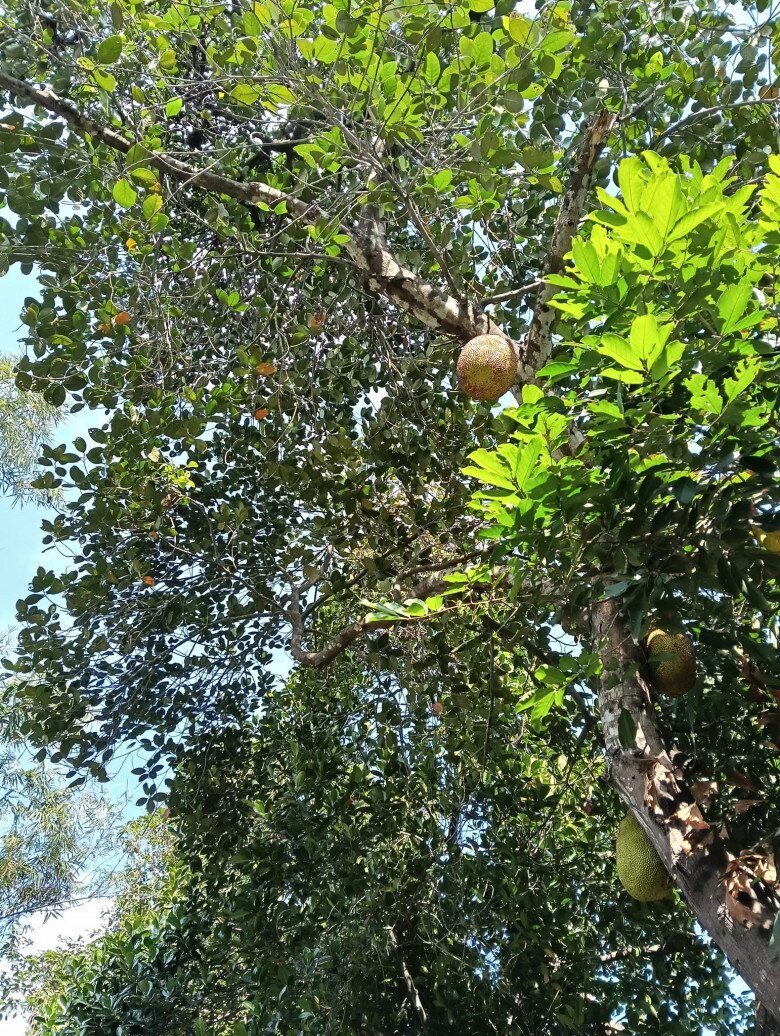 Loại quả mọc bờ rào xưa chín rụng đầy nay thành đặc sản 75.000 đ/kg, trồng một lần thu hoạch nhiều năm, được ưa chuộng ở thành phố - 3
