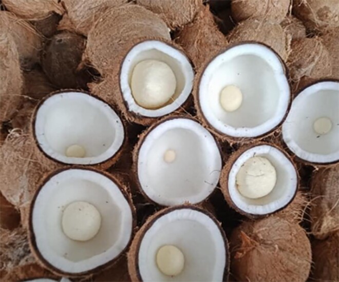 Món xưa dành cho amp;#34;nhà nghèoamp;#34; nay thành đặc sản được ưa chuộng giá 300.000 đ/kg, hương vị đặc biệt, tốt cho sức khỏe - 1