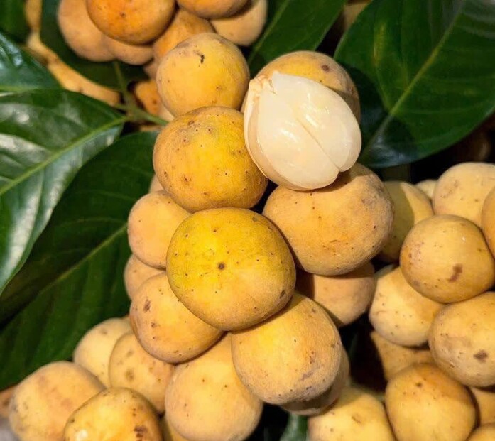 Loại quả xưa chín rụng đầy nay thành đặc sản giá 90.000 đ/kg, trồng một lần thu hoạch nhiều năm, tốt cho sức khỏe - 2