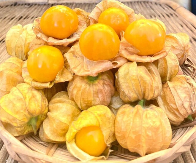Loại quả mọc bờ rào xưa chín rụng đầy nay bán 250.000 đ/kg, thành đặc sản tốt cho sức khỏe, trồng một lần thu hoạch nhiều năm - 1