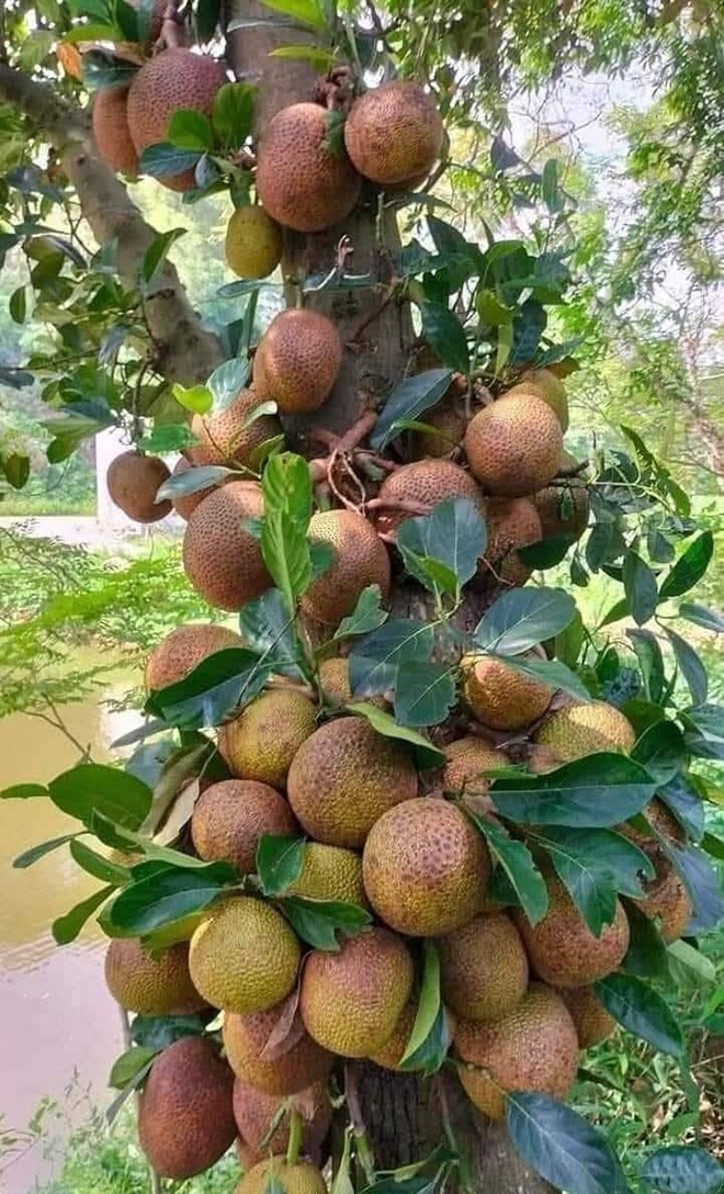 Loại quả mọc bờ rào xưa chín rụng đầy nay thành đặc sản 50.000 đ/kg, trồng một lần thu hoạch nhiều năm, được ưa chuộng ở thành phố - 4