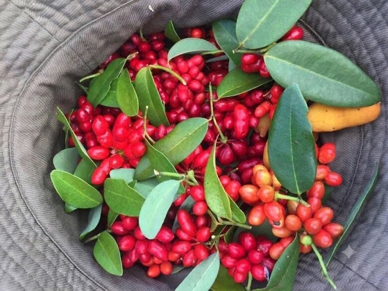 Đặc sản có tên amp;#34;ngượng đỏ mặtamp;#34;, xưa mọc bờ rào nay được ưa chuộng giá 30.000 đ/kg, trồng một lần thu hoạch nhiều năm - 4