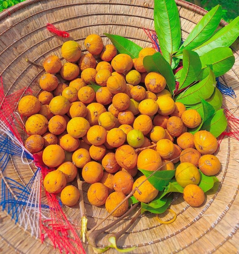 Loại quả xưa chín rụng đầy, nay thành đặc sản ở thành phố giá 80.000 đ/kg, trồng một lần thu hoạch nhiều năm - 3