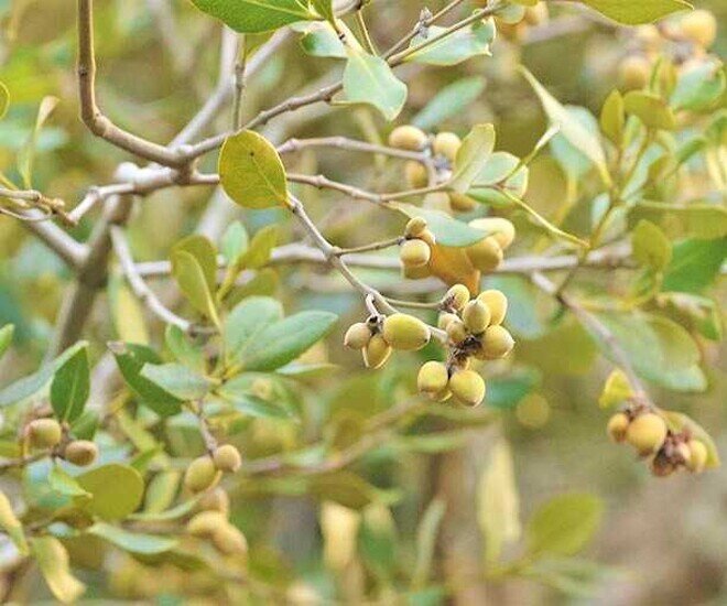 Loại quả xưa chín rụng đầy gốc, nay thành đặc sản ở thành phố giá 80.000 đ/kg, trồng một lần thu hoạch nhiều năm - 5
