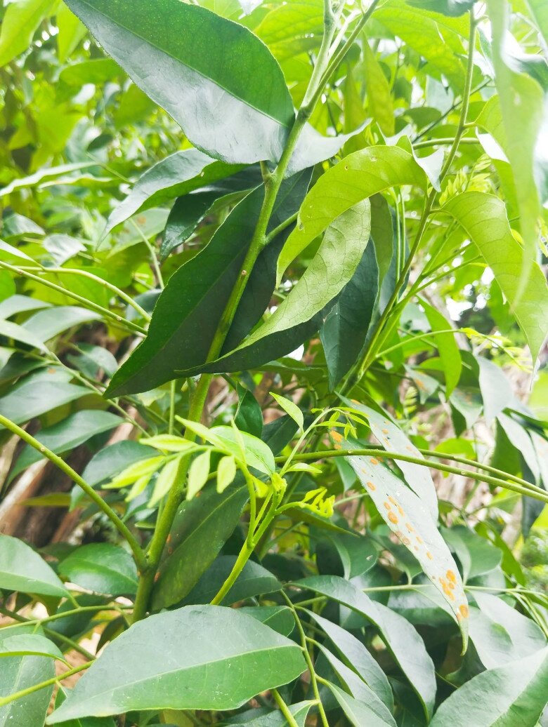 Cây dại mọc bờ rào nay thành đặc sản nổi tiếng, trồng một lần thu hoạch nhiều năm, giá 200.000 đồng/kg được ưa chuộng ở thành phố - 3