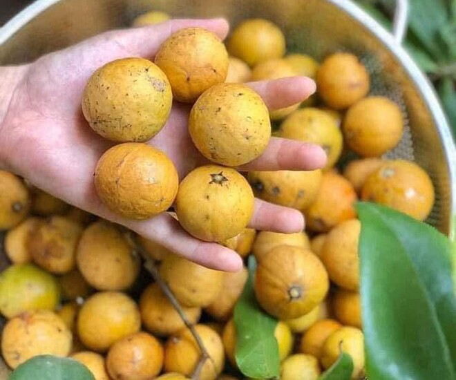 Loại quả xưa chín rụng đầy, nay thành đặc sản ở thành phố giá 80.000 đ/kg, trồng một lần thu hoạch nhiều năm - 1