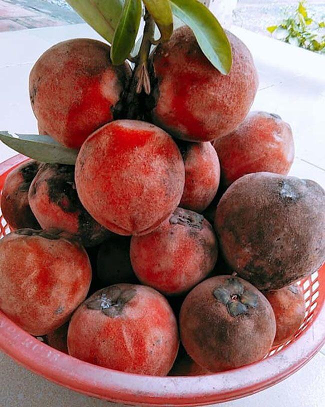 Loại quả mọc bờ rào xưa chín rụng đầy, nay thành đặc sản được ưa chuộng giá 110.000 đ/kg, trồng một lần thu hoạch nhiều năm - 2
