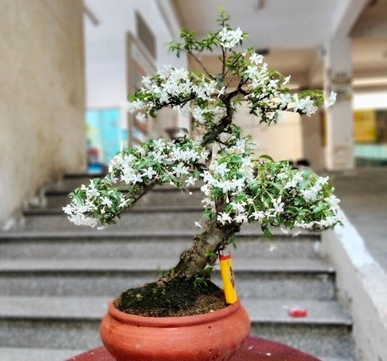 Cây dại ở hàng rào amp;#34;lên chậuamp;#34; thành bonsai, tỏa mùi thơm đặc biệt và mang lại tài lộc, có cây 1,2 tỷ đồng - 4