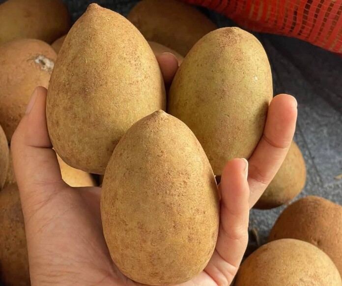 Loại quả xưa chín rụng đầy gốc, nay thành đặc sản được ưa chuộng giá 45.000 đ/kg, trồng một lần thu hoạch nhiều năm - 5