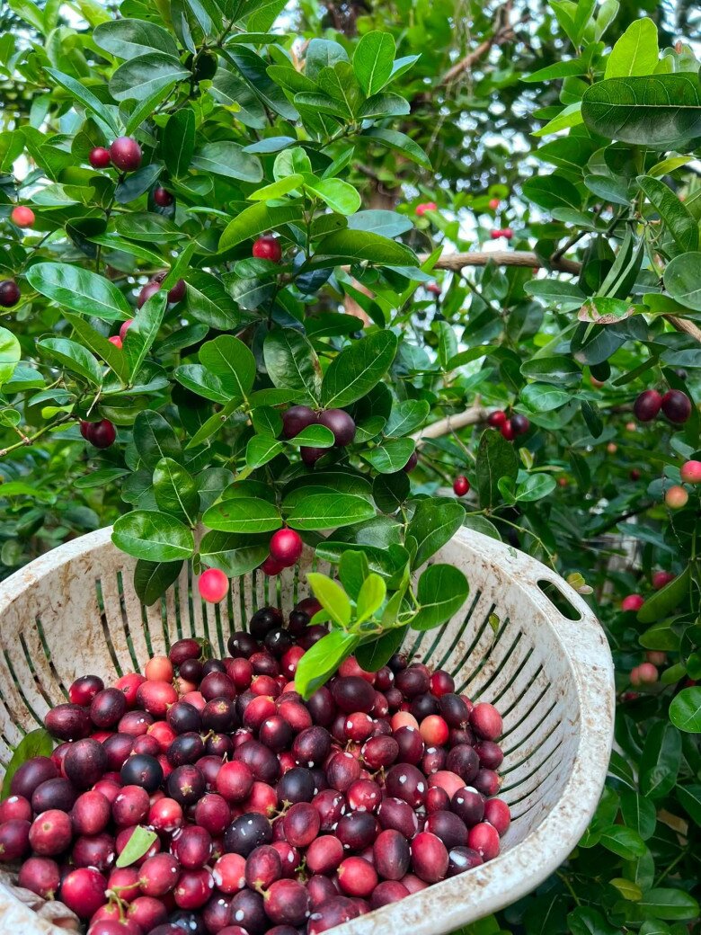 Loại quả xưa chín rụng đầy nay thành đặc sản giá 90.000 đ/kg, trồng một lần thu hoạch nhiều năm, tốt cho sức khỏe - 2