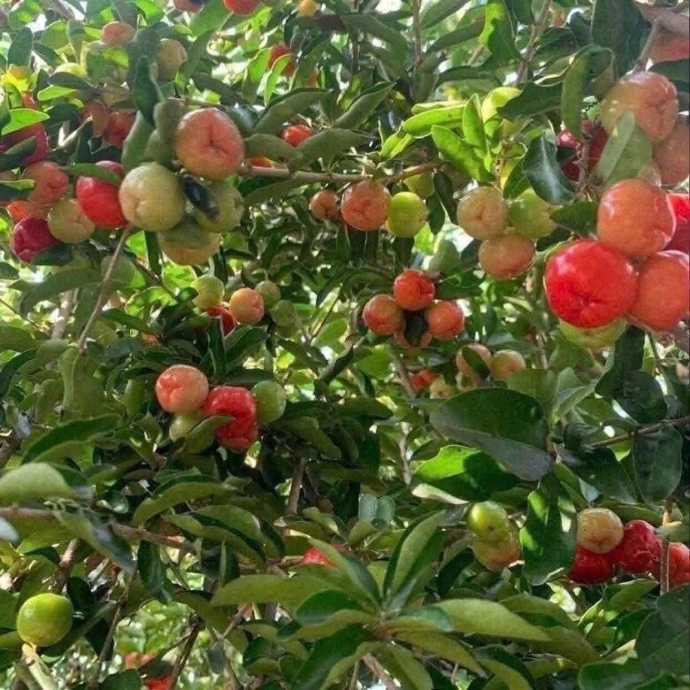 Loại quả xưa chín rụng đầy nay thành đặc sản giá 80.000 đ/kg, trồng một lần thu hoạch nhiều năm, tốt cho sức khỏe - 3