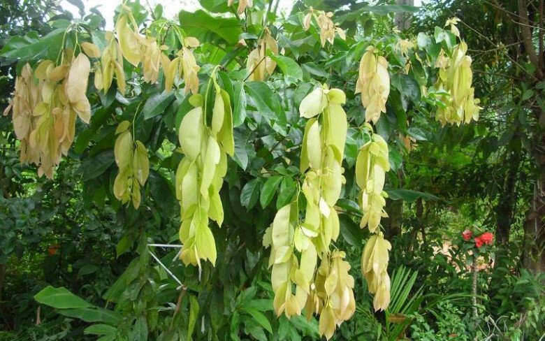 Cây dại mọc bờ rào nay làm thành đặc sản nổi tiếng, trồng một lần thu hoạch nhiều năm, giá 80.000 đồng/kg được ưa chuộng ở thành phố - 3