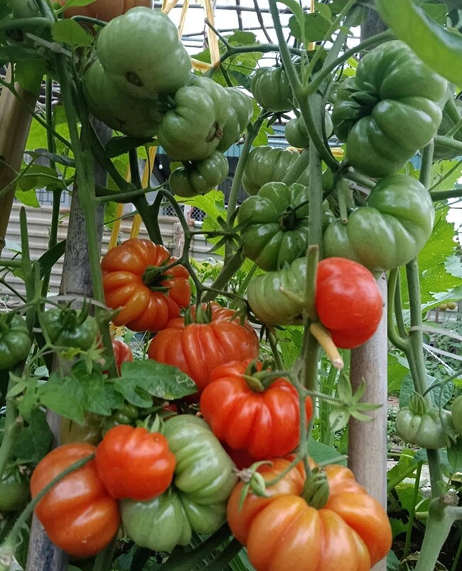 Loại quả xưa chín rụng đầy gốc, nay thành đặc sản ở thành phố giá 75.000 đ/kg, trồng 3 tháng cho thu hoạch - 4