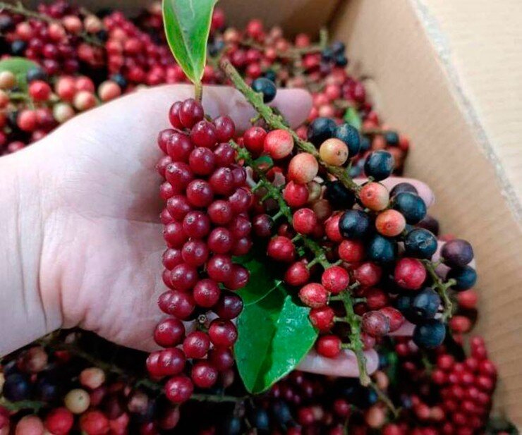 Loại quả mọc bờ rào xưa chín rụng đầy nay thành đặc sản giá 50.000 đ/kg, trồng một lần thu hoạch nhiều năm, nổi tiếng khắp nơi - 3