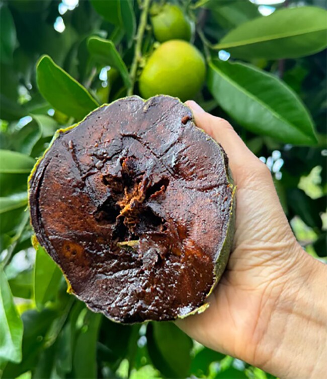 Loại quả xưa không ai biết đến, nay thành đặc sản được ưa chuộng giá 150.000 đ/kg, trồng một lần thu hoạch nhiều năm - 2