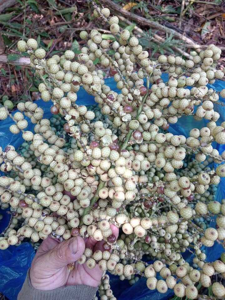 Loại quả xưa chín rụng đầy gốc nay thành đặc sản 70.000 đ/kg, trồng một lần thu hoạch nhiều năm, người thành phố ưa chuộng - 3