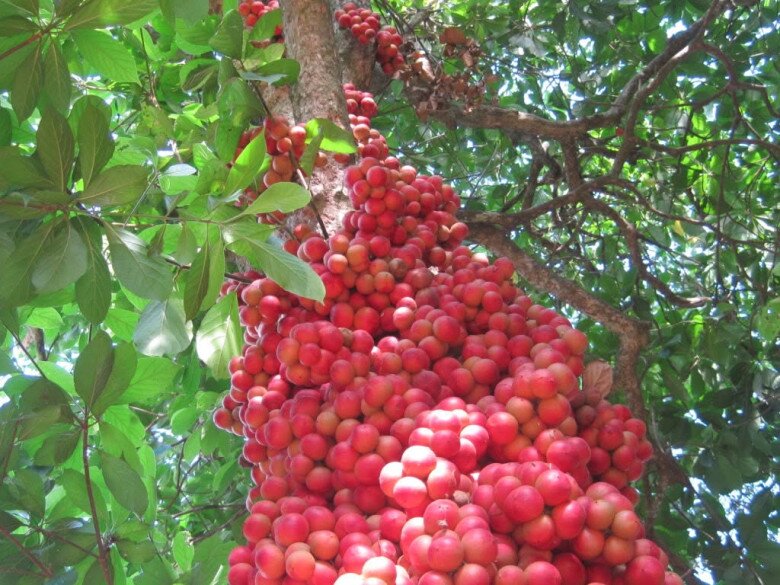 Loại quả xưa chín rụng đầy nay thành đặc sản 45.000 đ/kg, trồng một lần thu hoạch nhiều năm, du khách thích thú - 2