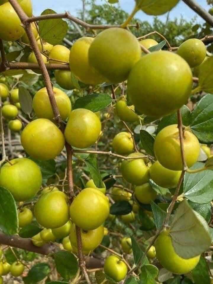Loại quả mọc bờ rào xưa chín rụng đầy nay thành đặc sản 70.000 đ/kg, trồng một lần thu hoạch nhiều năm, được ưa chuộng ở thành phố - 4